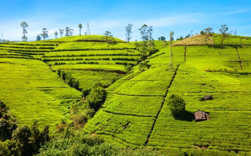 Nuwara Eliya